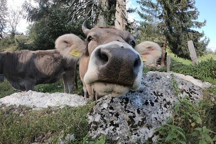 Lucerne Farms Tour and Cheese Tasting - Private Tour