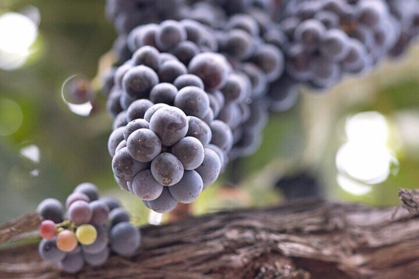 Explore gorgeous grapes hanging from a vines in the vineyard.