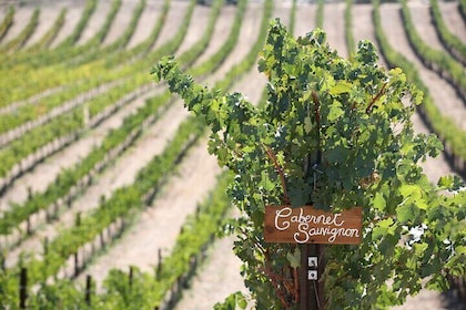 Small Group Winery Tour of Santa Ynez Valley