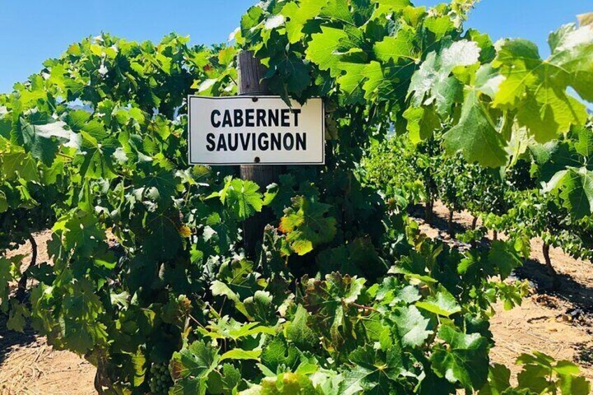 Stellenbosch Wine Tour From Cape Town (Top 5 Wineries) - Private Tour Guide