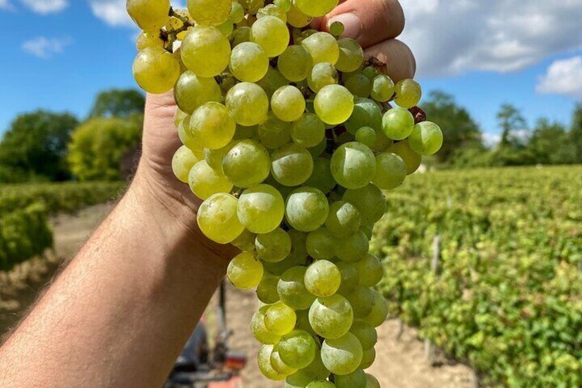 Stellenbosch Wine Tour From Cape Town (Top 5 Wineries) - Private Tour Guide