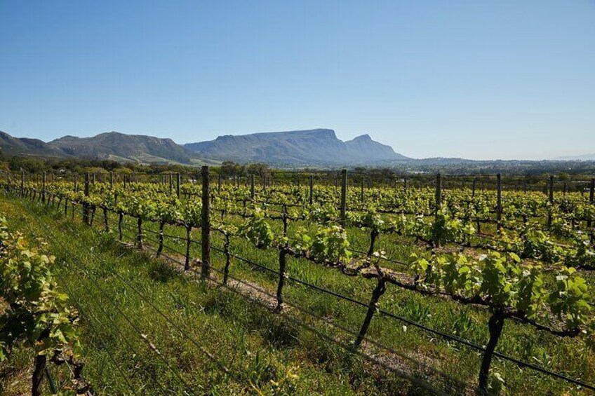 Stellenbosch Wine Tour From Cape Town (Top 5 Wineries) - Private Tour Guide