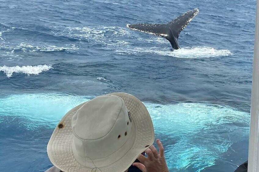 Adventure Whale Watching Tour Mooloolaba
