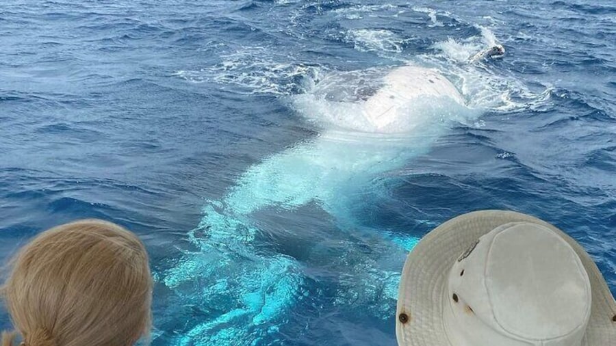 Adventure Whale Watching Tour Mooloolaba
