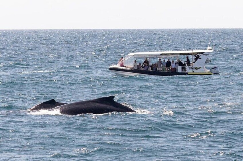 Adventure Whale Watching Tour Mooloolaba