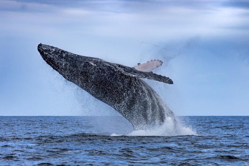 Adventure Whale Watching Tour Mooloolaba