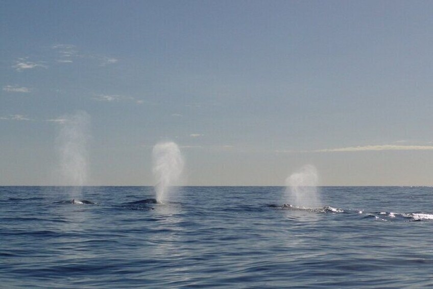 Adventure Whale Watching Tour Mooloolaba