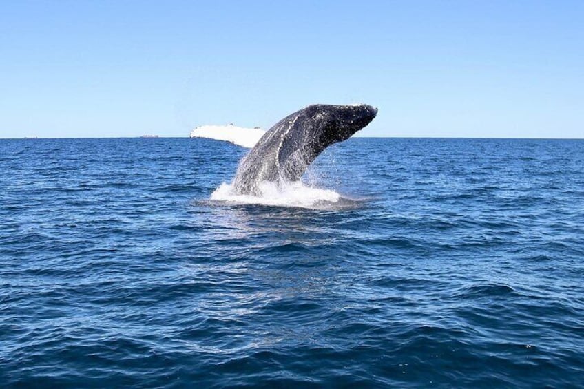 Adventure Whale Watching Tour Mooloolaba