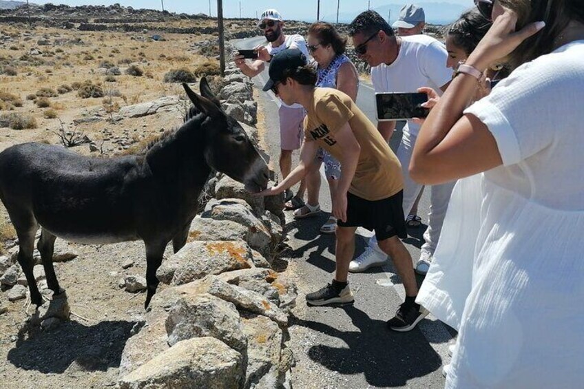 Small-Group Half-Day Tour in Mykonos