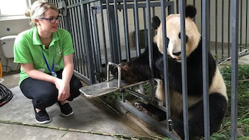 Full-Day Panda Volunteer Program at Dujiangyan Base
