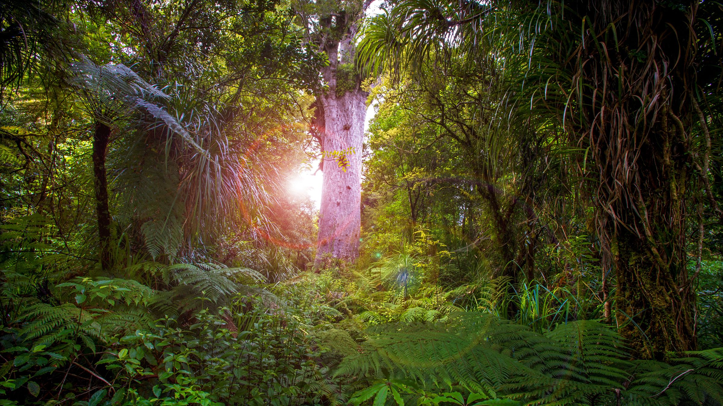 daylight-encounter-guided-maori-forest-tour