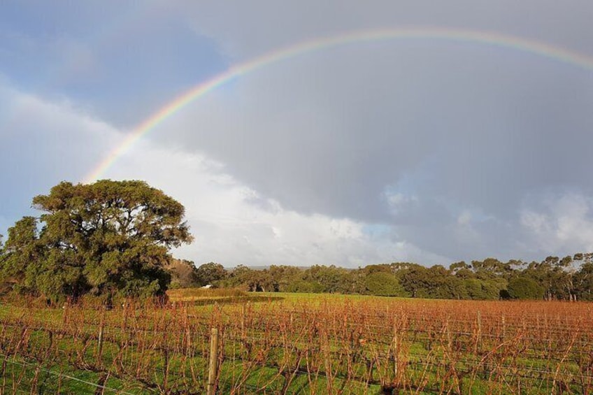 Fantastic vineyard walks