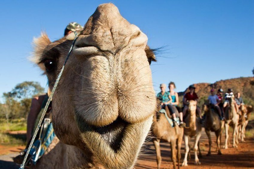 Our camels are happy and well trained