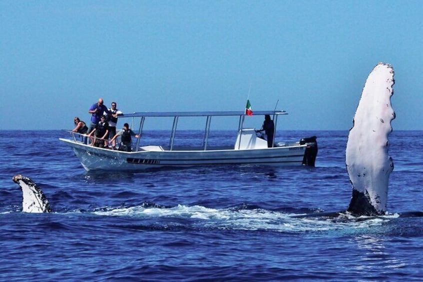 Whale Watching Boat Tour from Beruwala