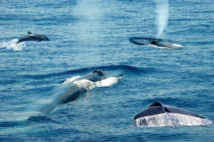 Whale Watching Boat Tour from Beruwala