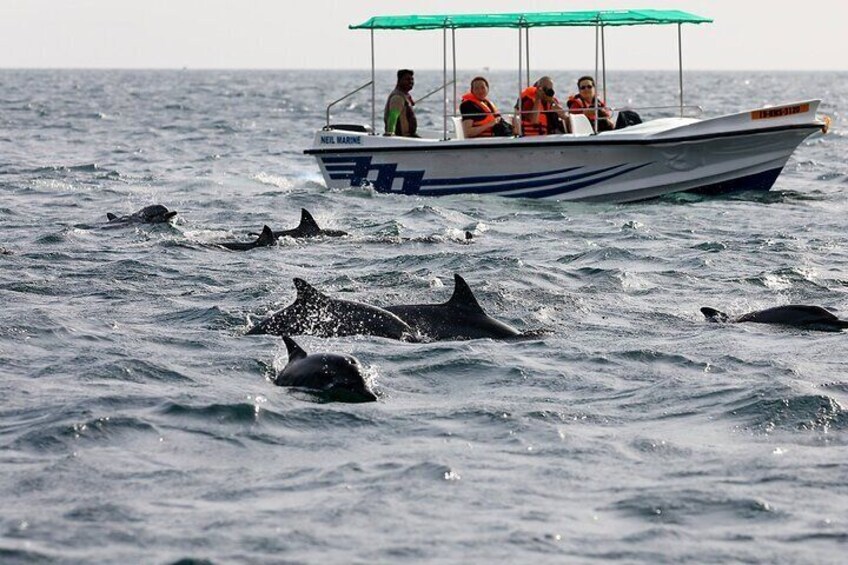 Whale Watching Boat Tour from Beruwala