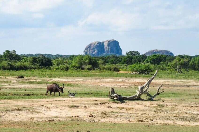 Yala Safari Tour from Nuwara Eliya 