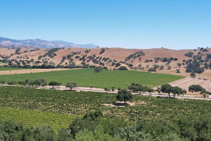 Breathtaking vineyard landscapes, framed by rolling hills and sunny skies.