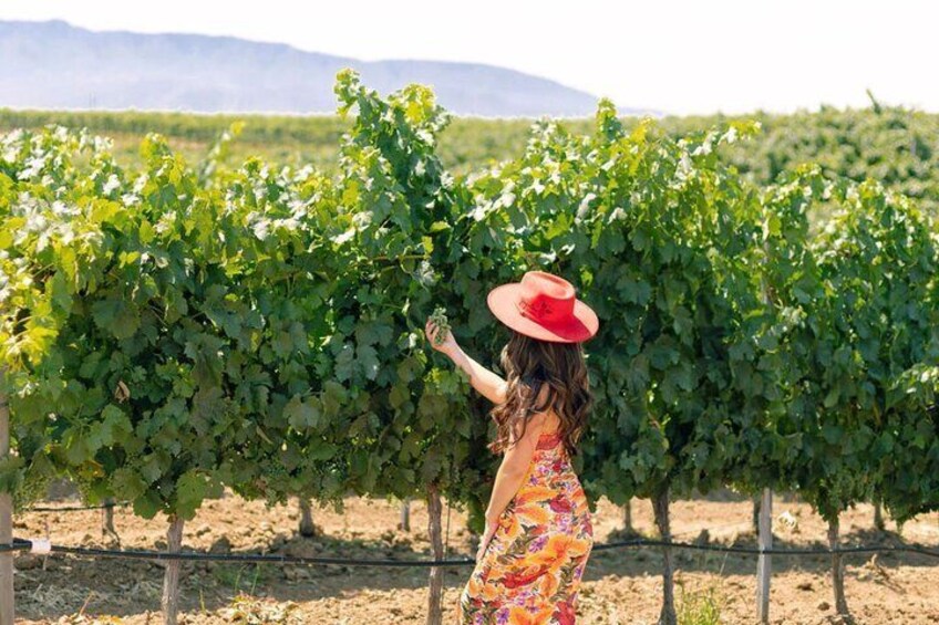 Experience a Private All-Inclusive Wine Tour of Santa Ynez from Santa Barbara, savoring the beauty of wine country.