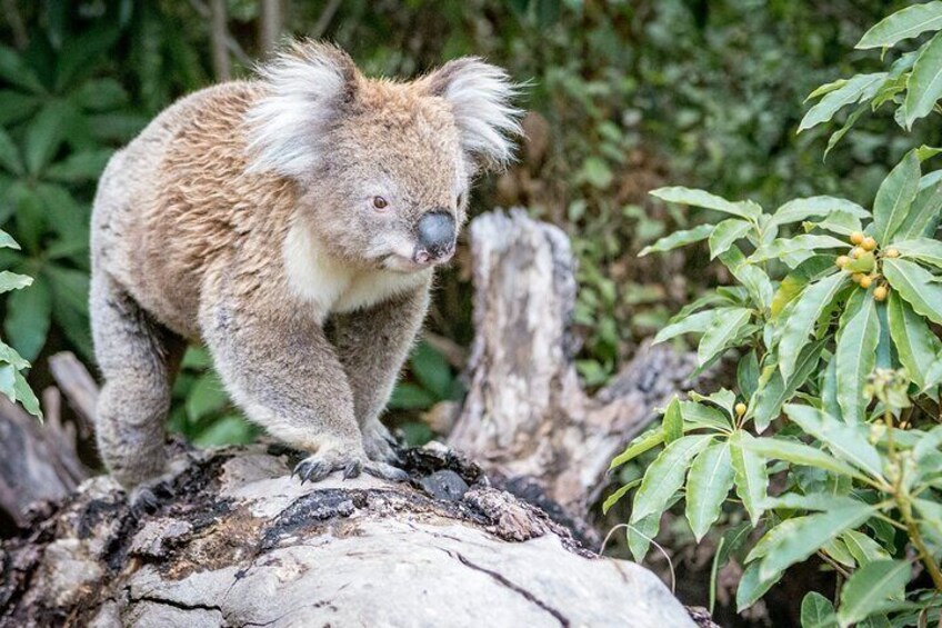 koala spotting