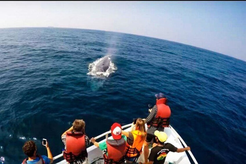 Whale Watching Boat Tour from Galle