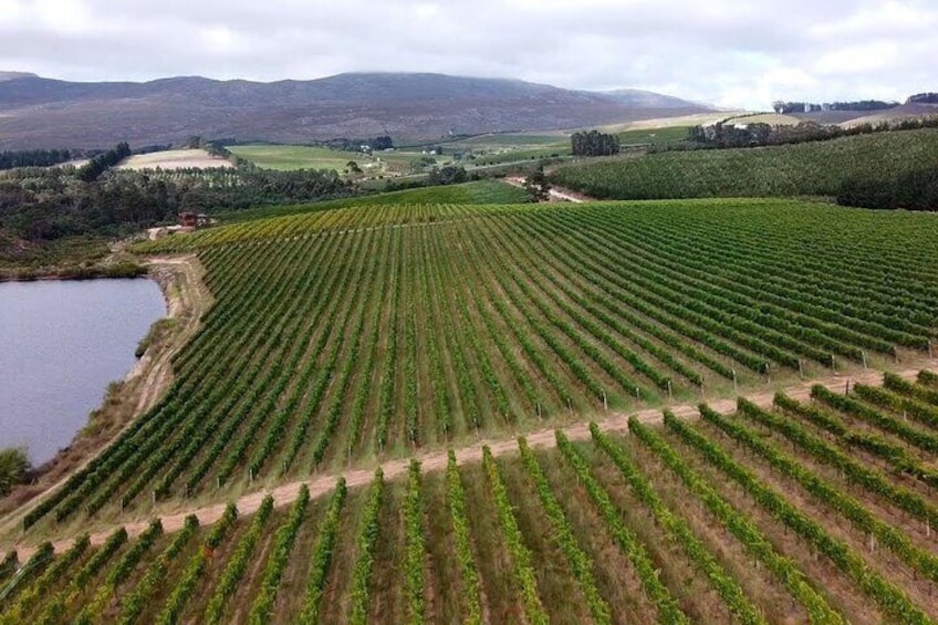 Stellenbosch Wine Tour - Top 3 South African Wineries Private Tour