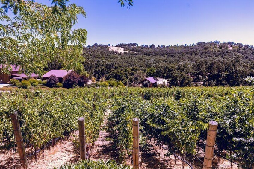 Gorgeous vineyard views for days