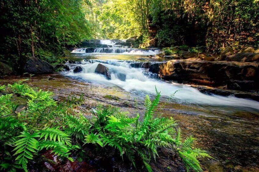 Sinharaja Rain Forest Tour from Colombo