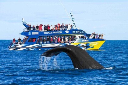 Whale Watching Boat Tour in Kalpitiya