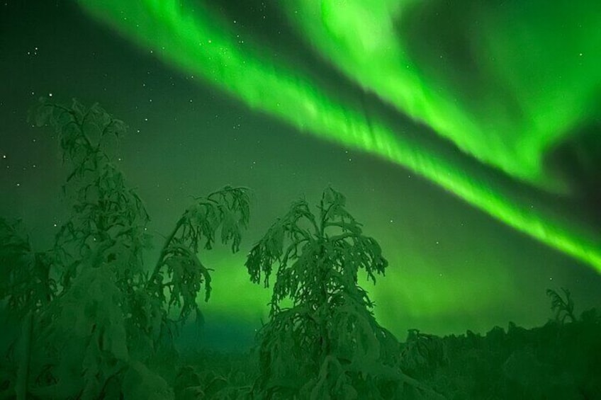 Aurora Hunting Tour with Reindeer Sledding from Kiruna