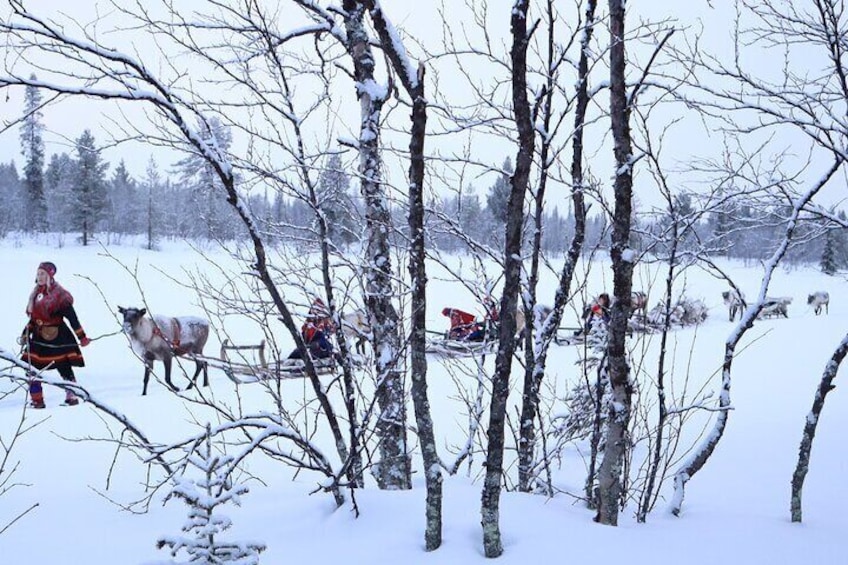 Aurora Hunting Tour with Reindeer Sledding from Kiruna