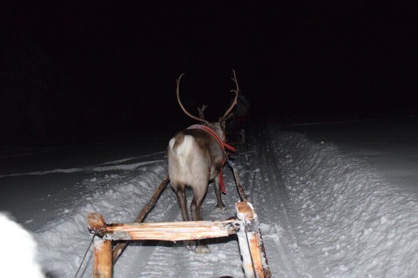 Aurora Hunting Tour with Reindeer Sledding from Kiruna