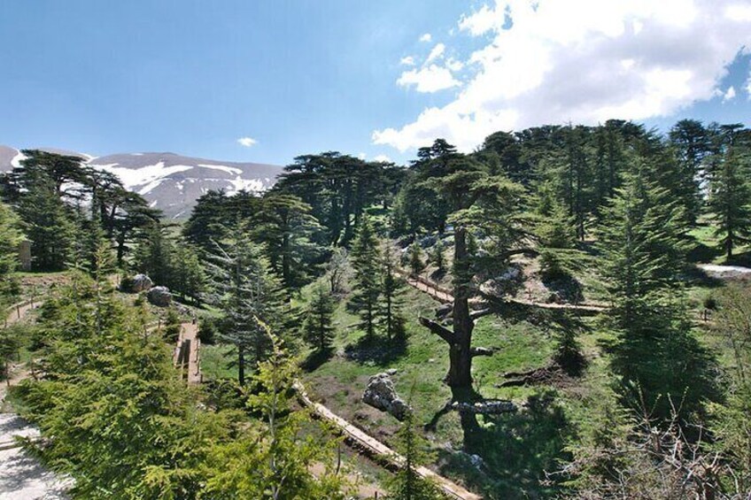 Cedars of God