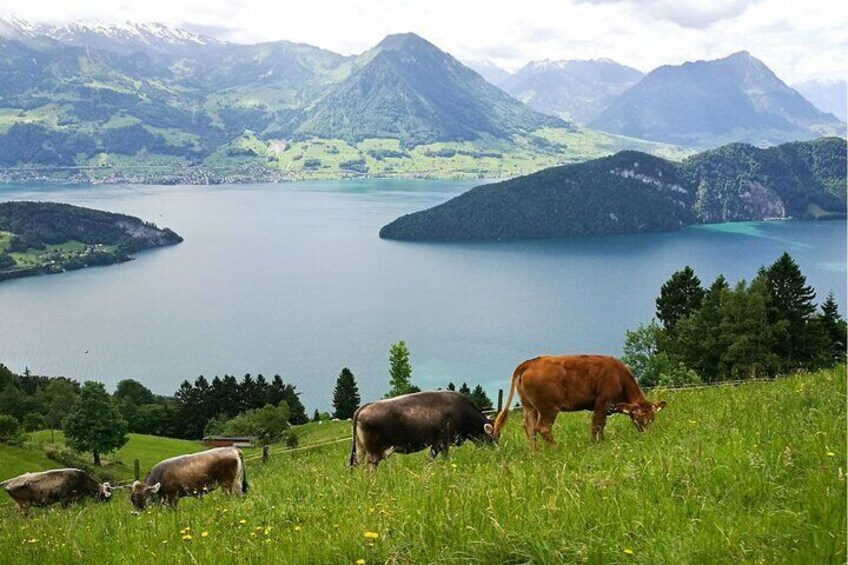 Day Trip to Lucerne and Mt. Rigi with a local from Zurich