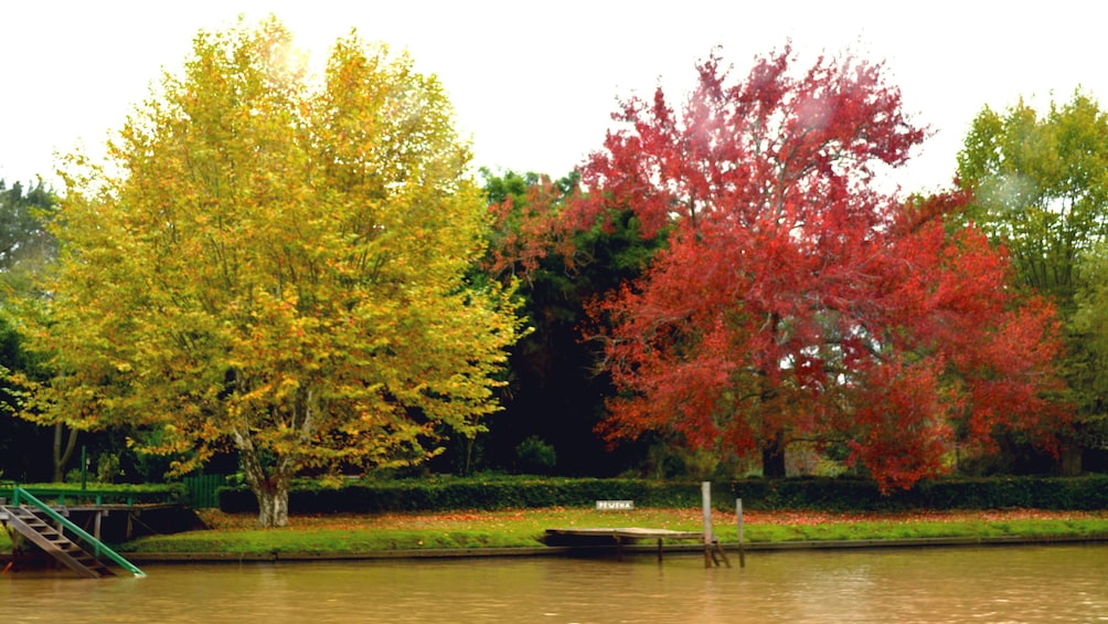 yellow and red trees at shoreline