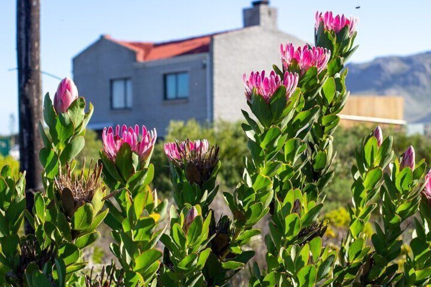 Cape Agulhas Full Day tour