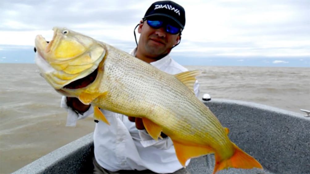 Man in a fishing boat holds up a large yellow fish