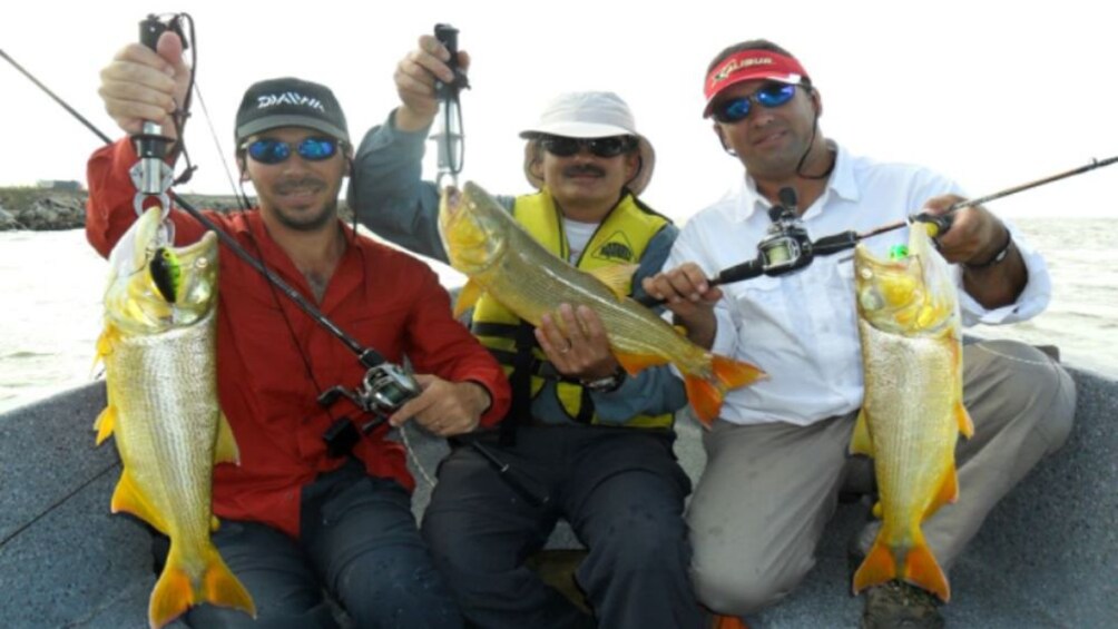 Three fishermen hold up three medium sized yellow fish from the line on their fishing pole