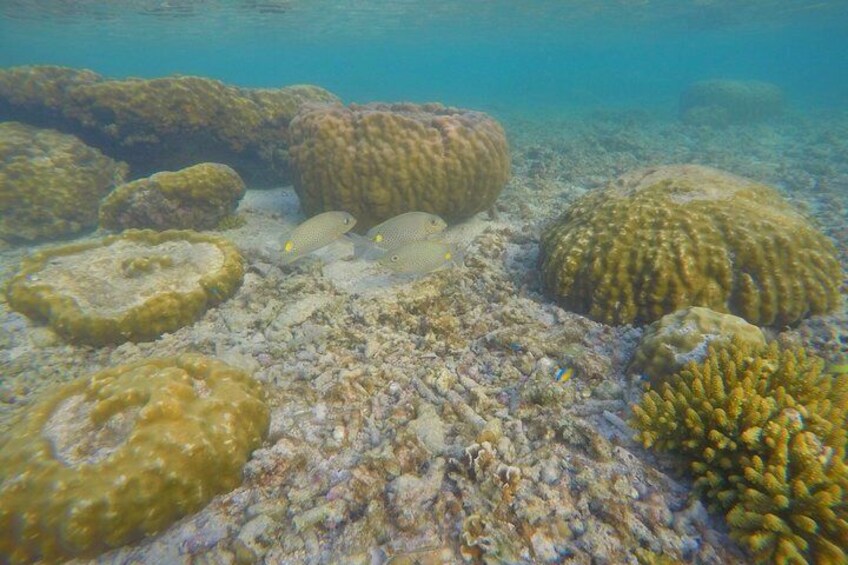 Snorkel Trip to Koh Nangyuan and Bays of Koh Tao By The Oxygen