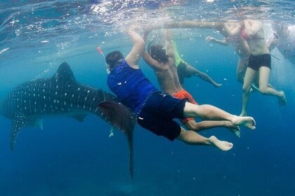 Private Bohol Whale Shark Tour Interaction Loboc River Cruise