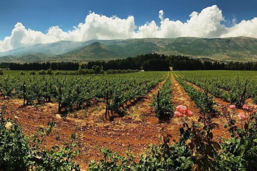 Beqaa Valley Vineyards