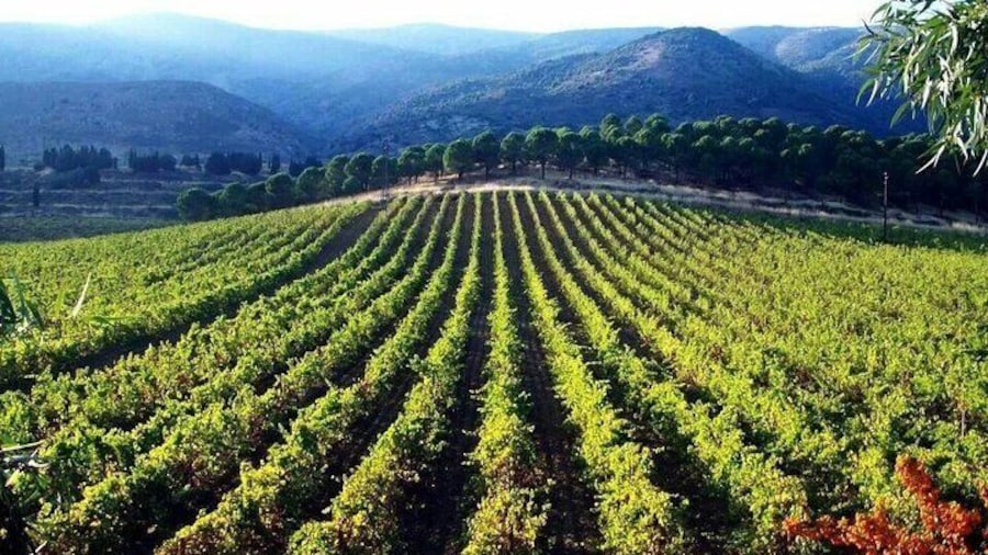 Vine yards