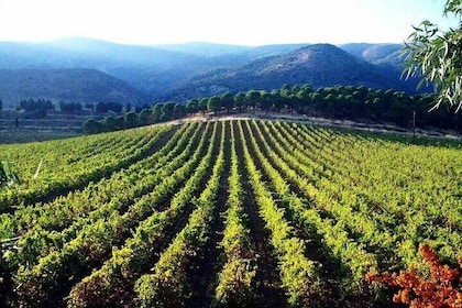 Private Full-Day Wine Tasting Tour with Lunch from Beirut