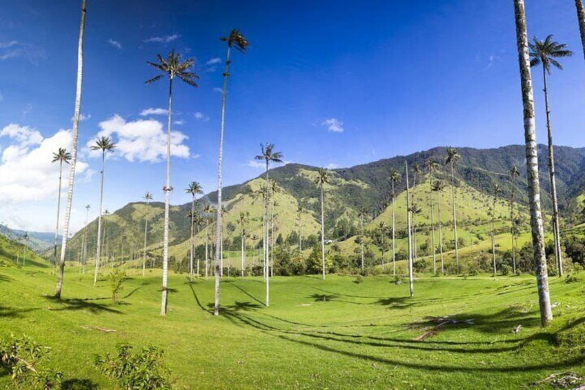 Full Day Tour of Cocora Valley, Salento, and Filandia Coffee Town (from Armenia)