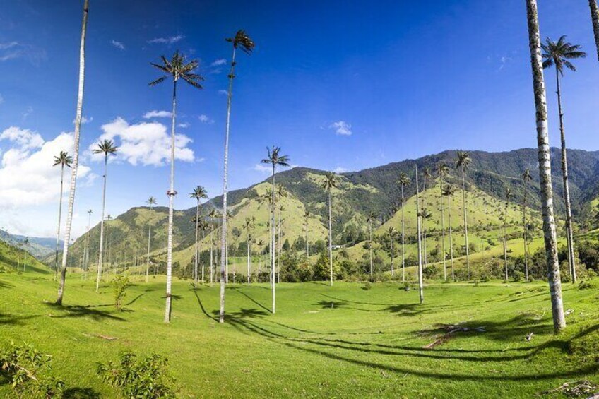 Full Day Tour of Cocora Valley, Salento, and Filandia Coffee Town (from Armenia)