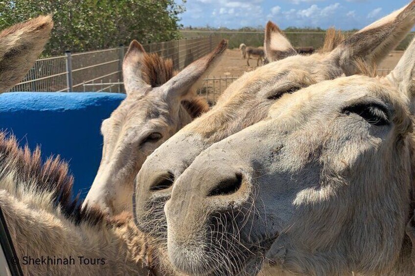 Donkey Sanctuary Tour with a Local Guide