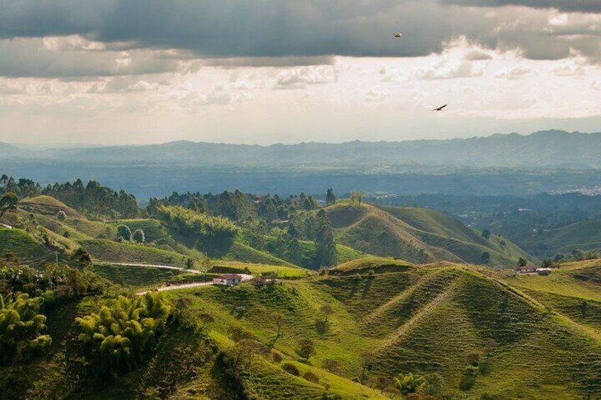 Full Day Tour of Cocora Valley, Salento, and Coffee Farm Tour (from Pereira)