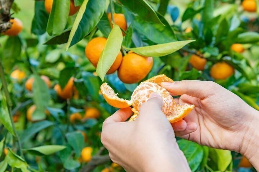 Visit from Saranda between the caves and citrus groves