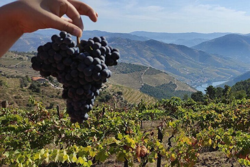 DOURO TOURS in Pinhão 1 day all inclusive 135€, Douro Valley