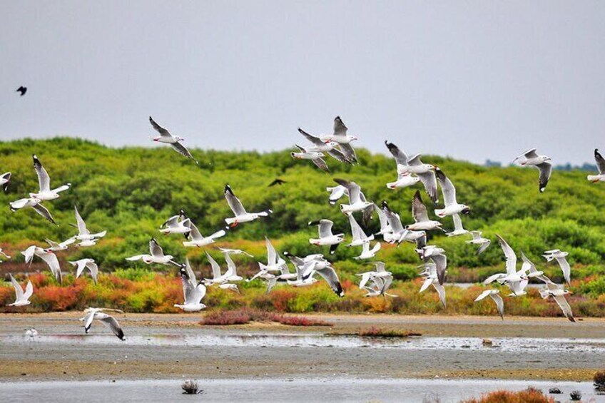 Birdwatching in Jaffna Lagoon